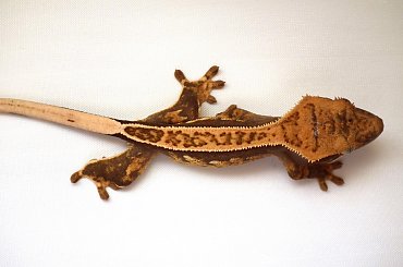 #CorrelophusCiliatus #CrestedGecko #GekonOrzęsiony #Kronengecko #RhacodactylusCiliatus