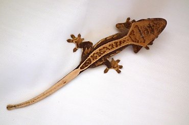 #CorrelophusCiliatus #CrestedGecko #GekonOrzęsiony #Kronengecko #RhacodactylusCiliatus