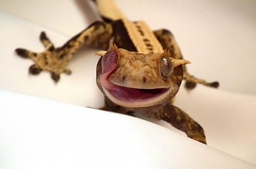 #CorrelophusCiliatus #CrestedGecko #GekonOrzęsiony #Kronengecko #RhacodactylusCiliatus