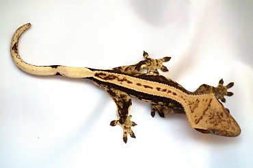 #CorrelophusCiliatus #CrestedGecko #GekonOrzęsiony #Kronengecko #RhacodactylusCiliatus