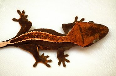 #CorrelophusCiliatus #CrestedGecko #GekonOrzęsiony #Kronengecko #RhacodactylusCiliatus