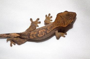 #CorrelophusCiliatus #CrestedGecko #GekonOrzęsiony #Kronengecko #RhacodactylusCiliatus