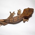 #CorrelophusCiliatus #CrestedGecko #GekonOrzęsiony #Kronengecko #RhacodactylusCiliatus