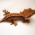 #CorrelophusCiliatus #CrestedGecko #GekonOrzęsiony #Kronengecko #RhacodactylusCiliatus