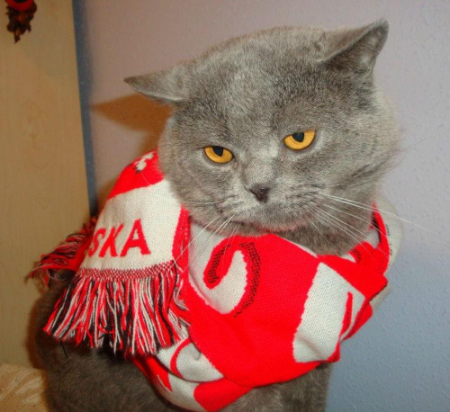 Perys kibic - Polska! :) #kajtuś #koty #perys