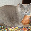 Kajtuś i jego but ;) #kajtuś #koty #perys