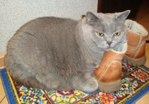 Kajtuś i jego but ;) #kajtuś #koty #perys
