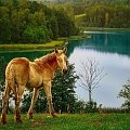 .... #jeziora #lato #konie