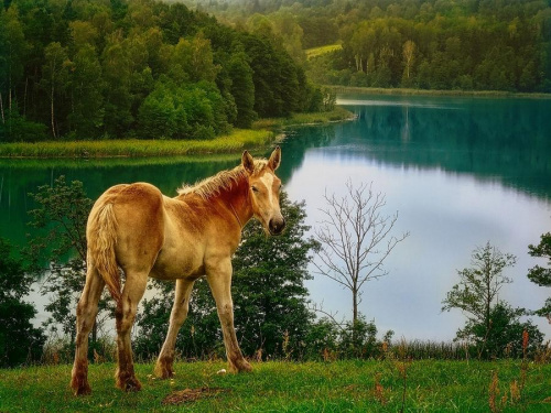 .... #jeziora #lato #konie