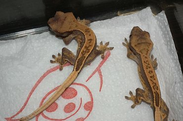 #CorrelophusCiliatus #CrestedGecko #GekonOrzęsiony #hatchling #Kronengecko #młody #pinstripe #RhacodactylusCiliatus #young