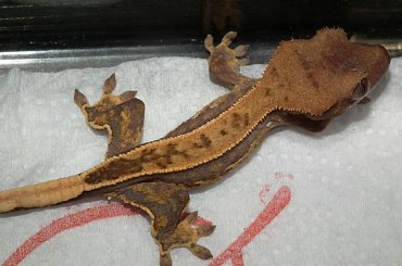 #CorrelophusCiliatus #CrestedGecko #GekonOrzęsiony #hatchling #Kronengecko #młody #pinstripe #RhacodactylusCiliatus #young