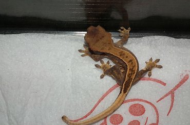 #CorrelophusCiliatus #CrestedGecko #GekonOrzęsiony #hatchling #Kronengecko #młody #pinstripe #RhacodactylusCiliatus #young