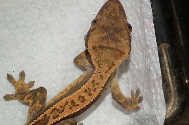 #CorrelophusCiliatus #CrestedGecko #GekonOrzęsiony #hatchling #Kronengecko #młody #pinstripe #RhacodactylusCiliatus #young