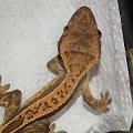 #CorrelophusCiliatus #CrestedGecko #GekonOrzęsiony #hatchling #Kronengecko #młody #pinstripe #RhacodactylusCiliatus #young