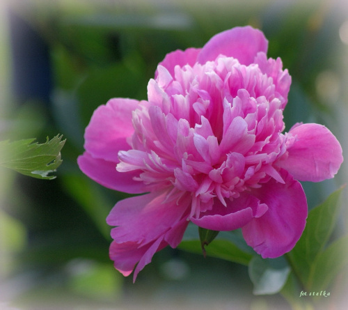 ... na przekór "chmurzastym" dniom ... :)) #kwiaty #lato #ogród #piwonia