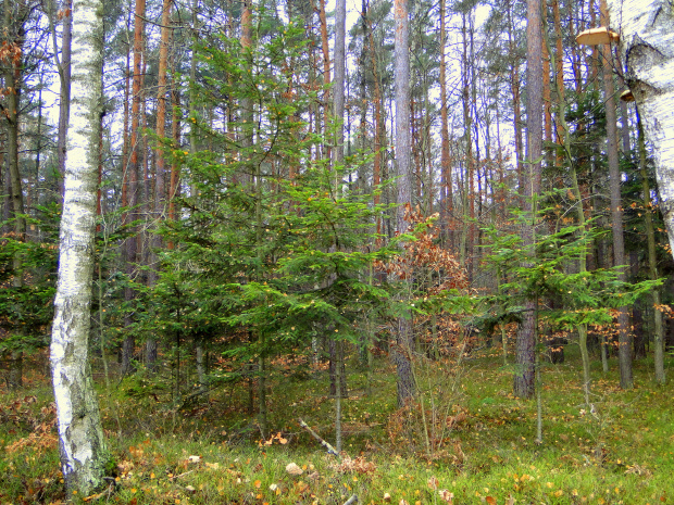 Listopad w lesie #las