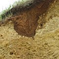 Warstwa gruntu wypełniająca miejsca erozji #SzczeckaGóra #WapienieLitotamniowe