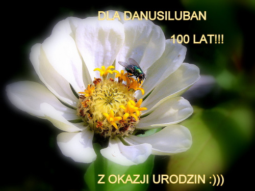 Kochana Danusiu, nasz "Jasiu-Wędrowniczku", wszystkiego , co najpiękniejsze w życiu, zdrowia, spełniania marzeń i miłości wokół , setek kilometrów na szlakach i wielu jeszcze wspaniałych zdjęć :)