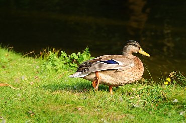 Dziki kaczor #ptaki #kaczor