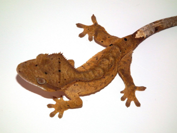 #CrestedGecko #GekonOrzęsiony #hatchling #RhacodactylusCiliatus