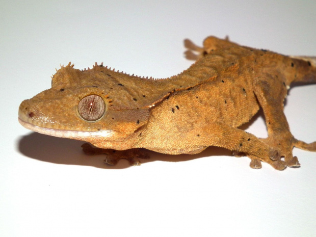 #CrestedGecko #GekonOrzęsiony #hatchling #RhacodactylusCiliatus