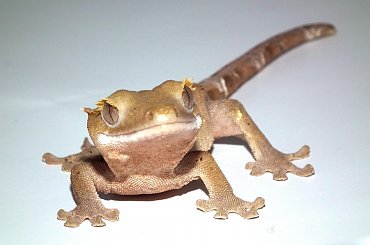 #CrestedGecko #GekonOrzęsiony #hatchling #RhacodactylusCiliatus