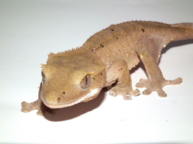 #CrestedGecko #GekonOrzęsiony #hatchling #RhacodactylusCiliatus