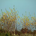 #jesien #krzewy #listopad #przyroda