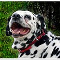 uśmiech dla Jovanki #psy #zwierzęta