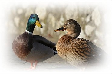 Zaborcze "looknięcie" w stronę wybranki ... #kaczki #para