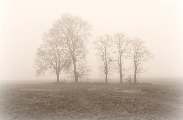Mgła ... #mgła #drzewa