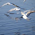 #ptaki #jezioro #zwierzeta #przyroda