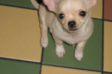 Solo-10.12.2012 #chihuahua #pies #Solo #SzczenięDog