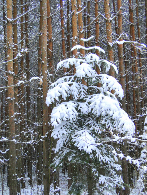 Zimowy grudzień w lesie
