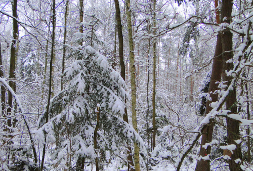Zimowy grudzień w lesie