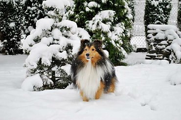 Zima Owczarek Szetlandzki #Sheltie #OwczarekSzetlandzki