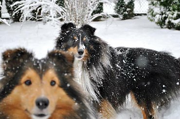 Zima Owczarek Szetlandzki #Sheltie #OwczarekSzetlandzki
