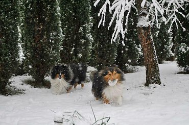 Zima Owczarek Szetlandzki #Sheltie #OwczarekSzetlandzki