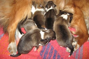 szczenięta Hokusika #szczenięta #OwczarekSzetlandzki