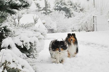 Zima Owczarek Szetlandzki #Sheltie #OwczarekSzetlandzki