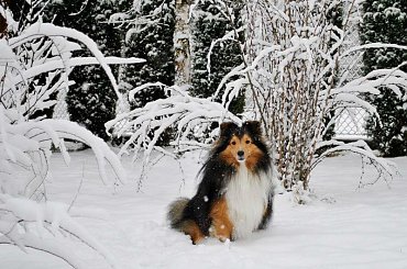 Zima Owczarek Szetlandzki #Sheltie #OwczarekSzetlandzki