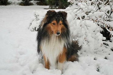 Zima Owczarek Szetlandzki #Sheltie #OwczarekSzetlandzki