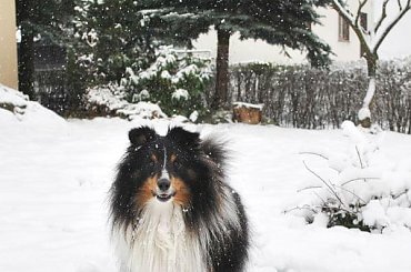 Zima Owczarek Szetlandzki #Sheltie #OwczarekSzetlandzki