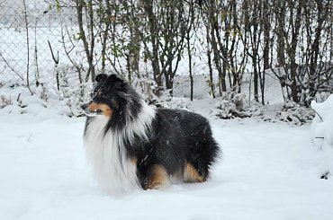 Zima Owczarek Szetlandzki #Sheltie #OwczarekSzetlandzki