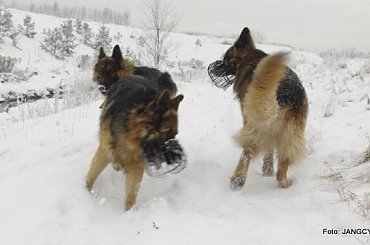 #Forrest #Gildo #OwczarekNiemiecki #Parys #Tobi #WiernyDruh