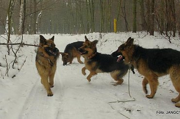 #Gildo #OwczarekNiemiecki #Parys #Saba #Tobi #WiernyDruh