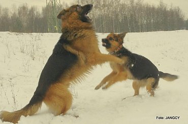 #Gildo #OwczarekNiemiecki #Parys #Saba #Tobi #WiernyDruh