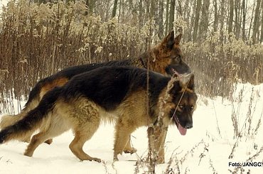 #Gildo #OwczarekNiemiecki #Parys #Saba #Tobi #WiernyDruh