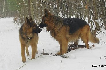 #Gildo #OwczarekNiemiecki #Parys #Saba #Tobi #WiernyDruh