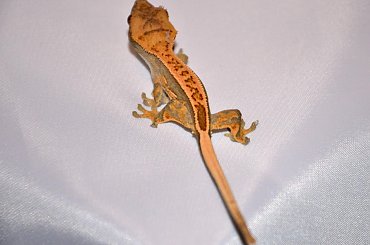 #CorrelophusCiliatus #CrestedGecko #GekonOrzęsiony #hatchling #Kronengecko #młody #RhacodactylusCiliatus #young